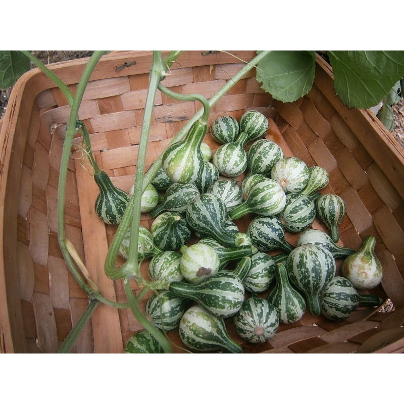 Price: €1.85 - Semillas de calabazas Bailando - Girando - Seeds Gallery