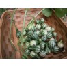 Price: €1.85 - Semillas de calabazas Bailando - Girando - Seeds Gallery
