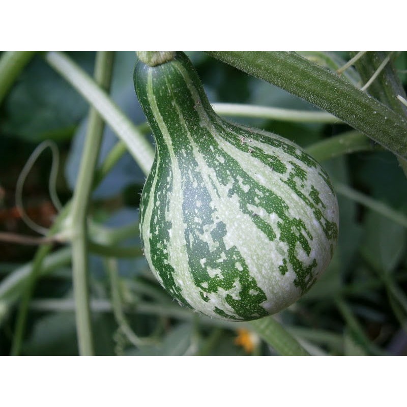 Price: €1.85 - Semillas de calabazas Bailando - Girando - Seeds Gallery