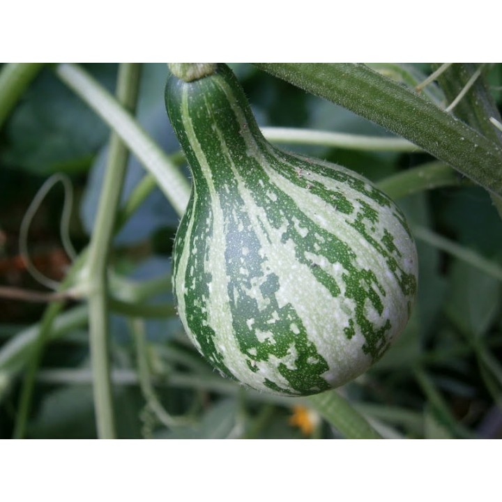 Dancing - Spinning Gourd Seeds - 1.665