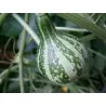 Dancing - Spinning Gourd Seeds