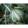 Price: €1.85 - Semillas de calabazas Bailando - Girando - Seeds Gallery