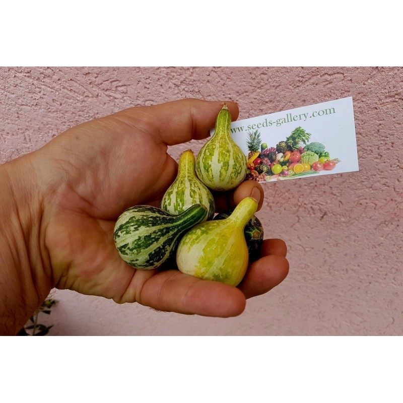 Price: €1.85 - Semillas de calabazas Bailando - Girando - Seeds Gallery