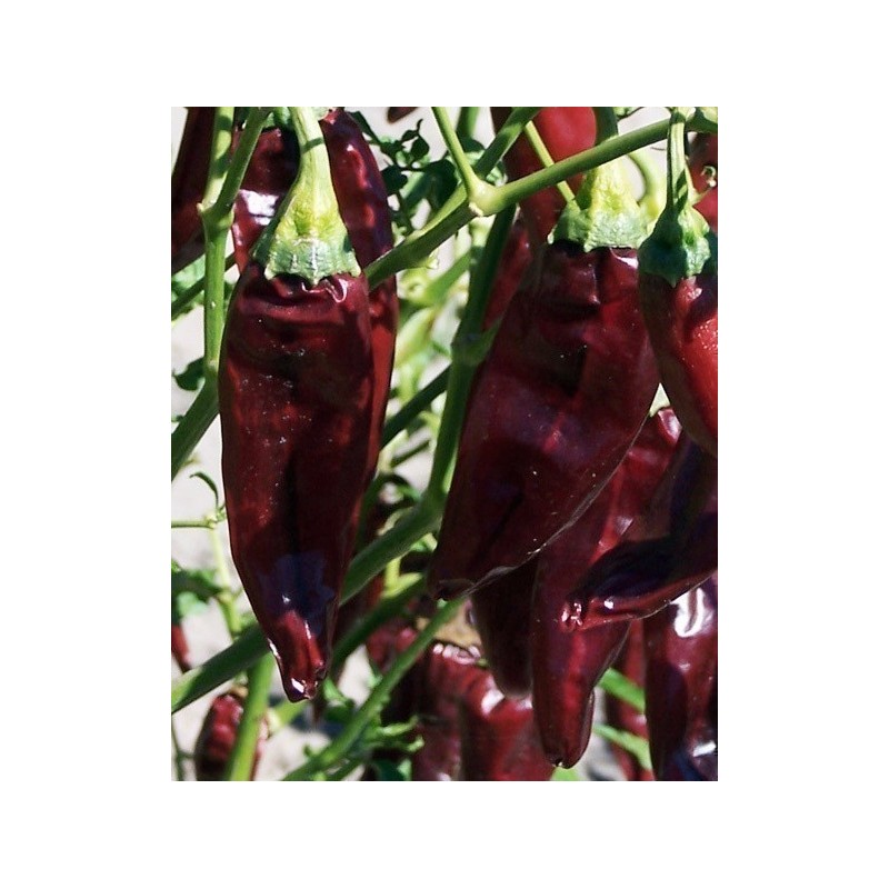 Price: €1.75 - ONZA Chili Samen - Seeds Gallery