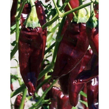 Price: €1.75 - Semillas de Pimiento Chile ONZA - Seeds Gallery