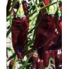 Price: €1.75 - ONZA Hot Chilli Pepper Seeds - Seeds Gallery