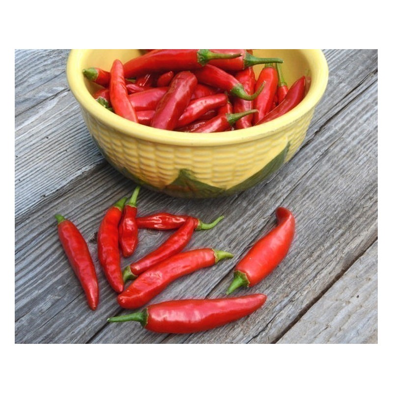 Price: €1.75 - ONZA Hot Chilli Pepper Seeds - Seeds Gallery