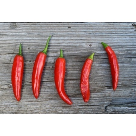 Price: €1.75 - Semillas de Pimiento Chile ONZA - Seeds Gallery
