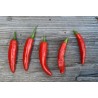 Price: €1.75 - ONZA Chili Samen - Seeds Gallery