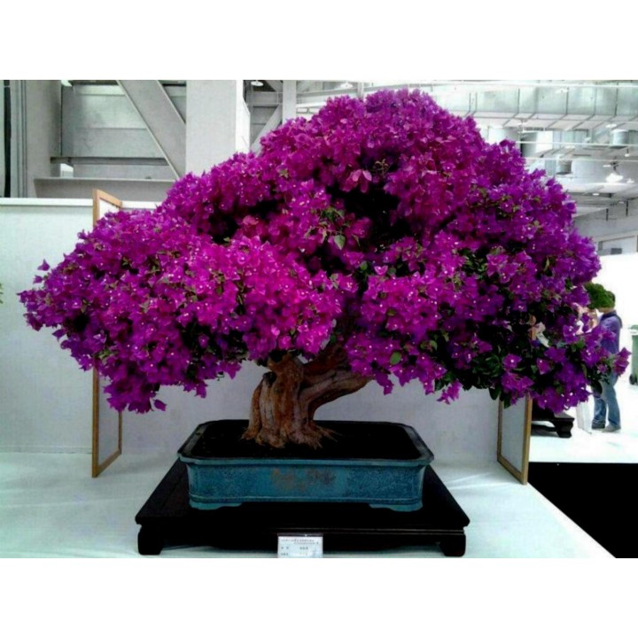 Bougainvillea spectabilis Mix Violet and Red Seeds - 1.755