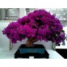 Price: €1.95 - Semillas de Bougainvillea mezcla Violeta y Rojo - 