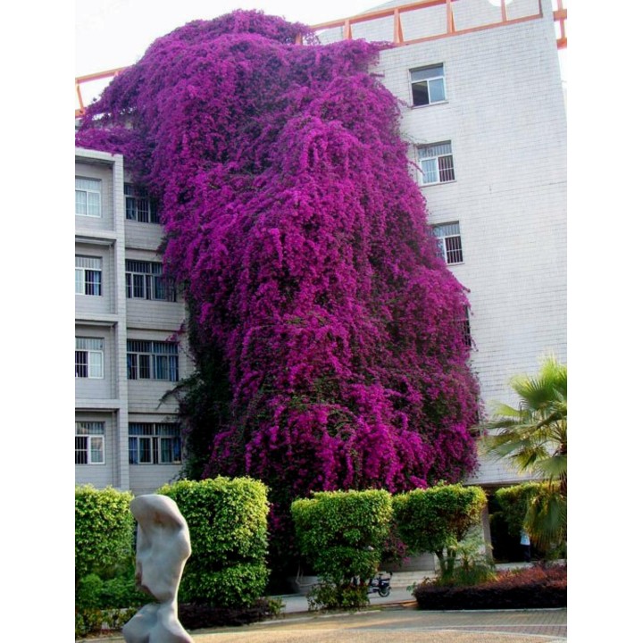 Bougainvillea spectabilis Mix Violet and Red Seeds - 1.755