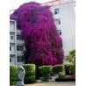 Price: €1.95 - Semillas de Bougainvillea mezcla Violeta y Rojo - 