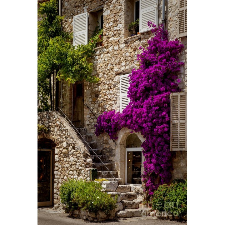Bougainvillea spectabilis Mix Violet and Red Seeds - 1.755
