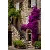 Price: €1.95 - Semillas de Bougainvillea mezcla Violeta y Rojo - 