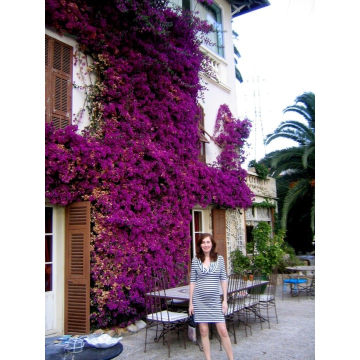 Bougainvillea spectabilis Mix Violet and Red Seeds - 1.755