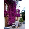 Price: €1.95 - Semillas de Bougainvillea mezcla Violeta y Rojo - 
