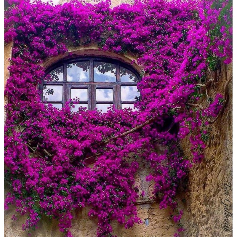 Price: €1.95 - Semillas de Bougainvillea mezcla Violeta y Rojo - 