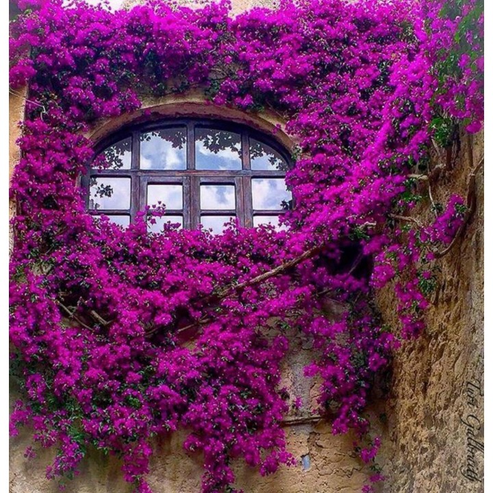 Bougainvillea spectabilis Mix Violet and Red Seeds - 1.755