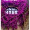 Price: €1.95 - Semillas de Bougainvillea mezcla Violeta y Rojo - 