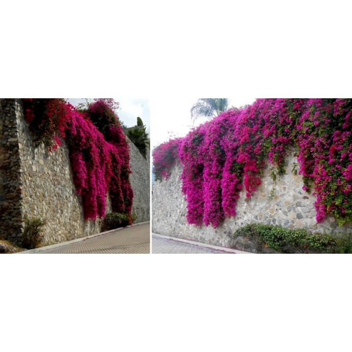 Bougainvillea spectabilis Mix Violet and Red Seeds - 1.755