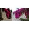 Price: €1.95 - Semillas de Bougainvillea mezcla Violeta y Rojo - 