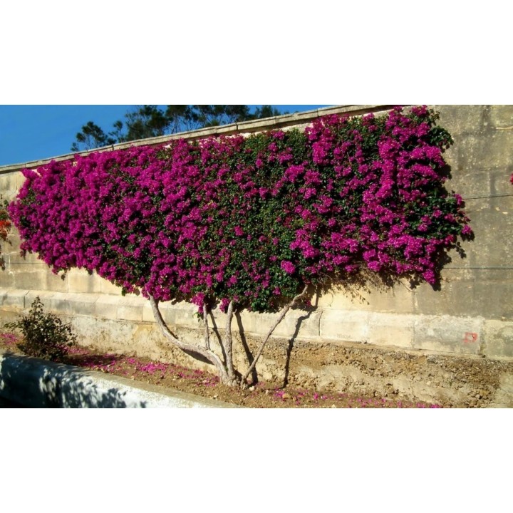 Bougainvillea spectabilis Mix Violet and Red Seeds - 1.755