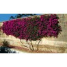 Price: €1.95 - Semillas de Bougainvillea mezcla Violeta y Rojo - 