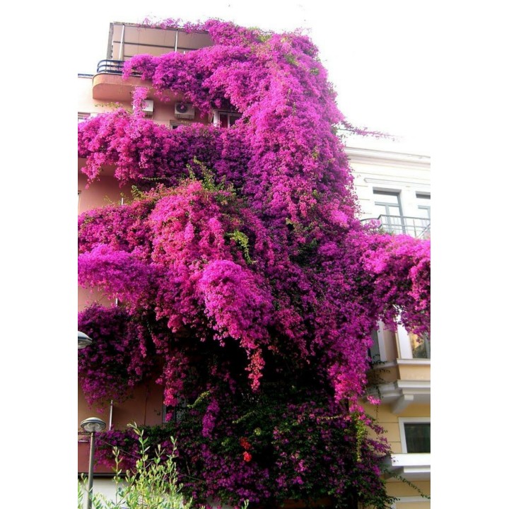 Bougainvillea spectabilis Mix Violet and Red Seeds - 1.755
