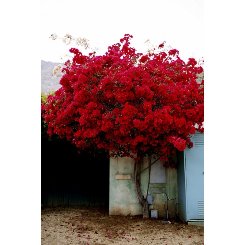 Price: €1.95 - Semillas de Bougainvillea mezcla Violeta y Rojo - 