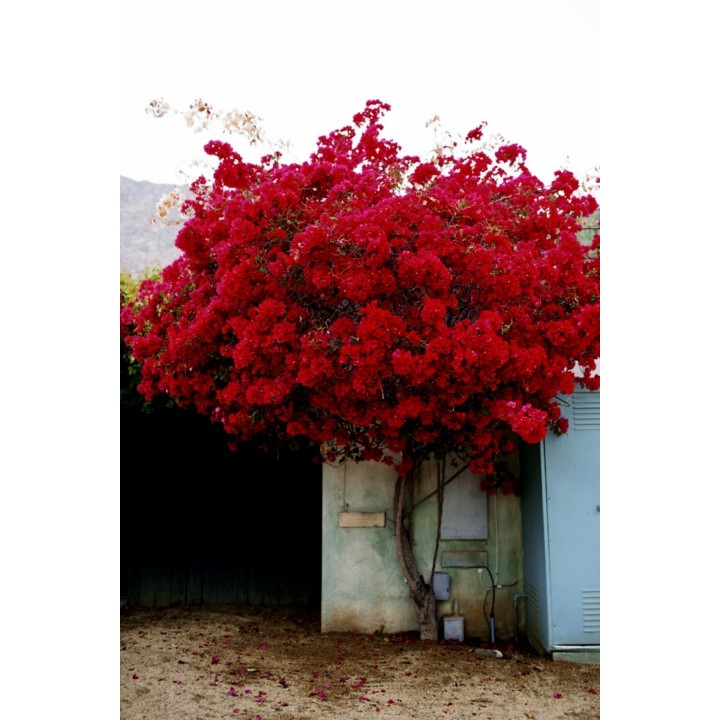 Bougainvillea spectabilis Mix Violet and Red Seeds - 1.755