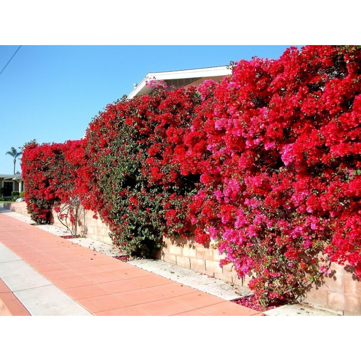 Bougainvillea spectabilis Mix Violet and Red Seeds - 1.755