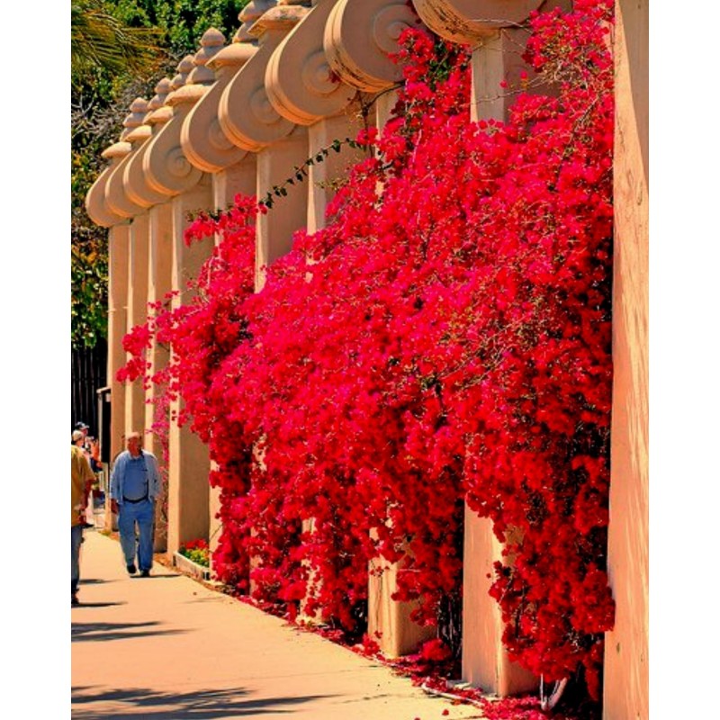 Graines De Bougainvillier M langer Violet Et Rouge 1 95 graines-de-bougainvillier-m-langer-violet-et-rouge-1-95