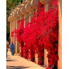 Price: €1.95 - Semillas de Bougainvillea mezcla Violeta y Rojo - 