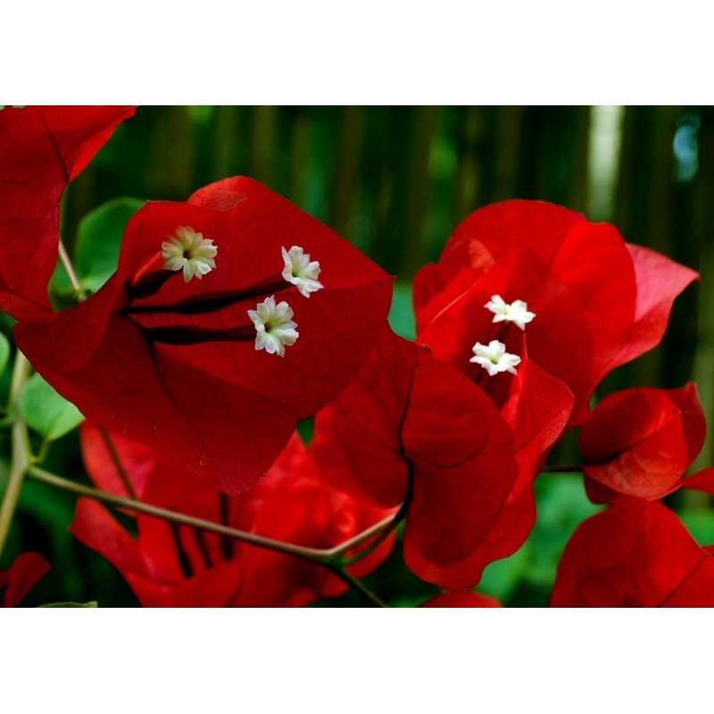 Price: €1.95 - Semillas de Bougainvillea mezcla Violeta y Rojo - 