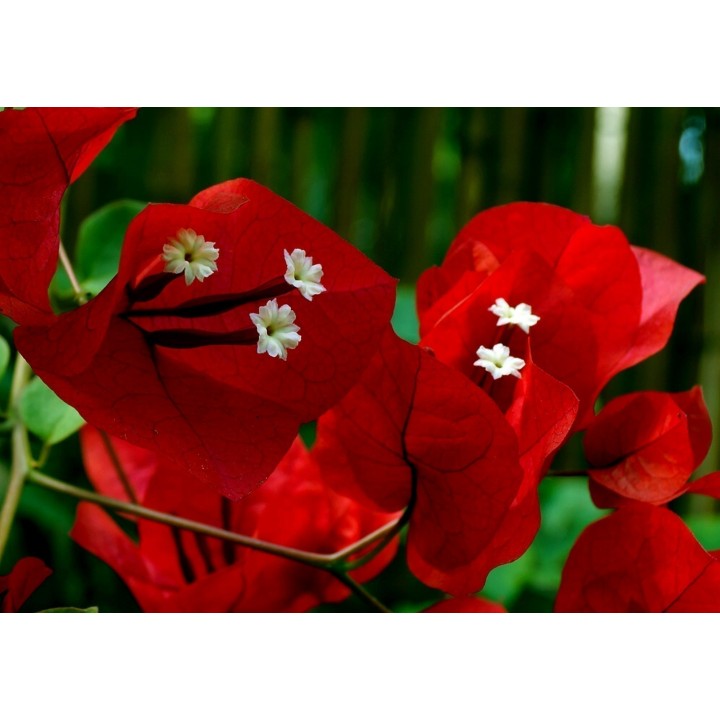 Bougainvillea spectabilis Mix Violet and Red Seeds - 1.755