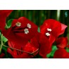 Price: €1.95 - Semillas de Bougainvillea mezcla Violeta y Rojo - 