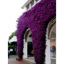 Price: €1.95 - Trillingblomssläktet blanda Violett och Rött Fröer - 
