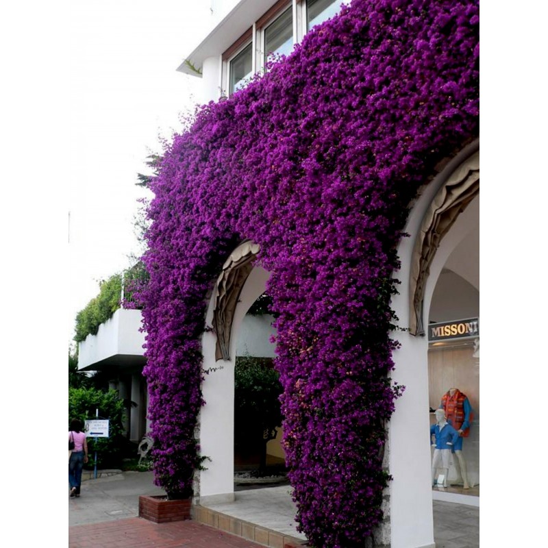 Semillas de Bougainvillea - Buganvilla Violeta y Rojo