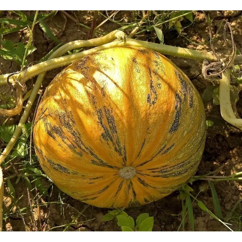Graines de Huile de pépins de courge