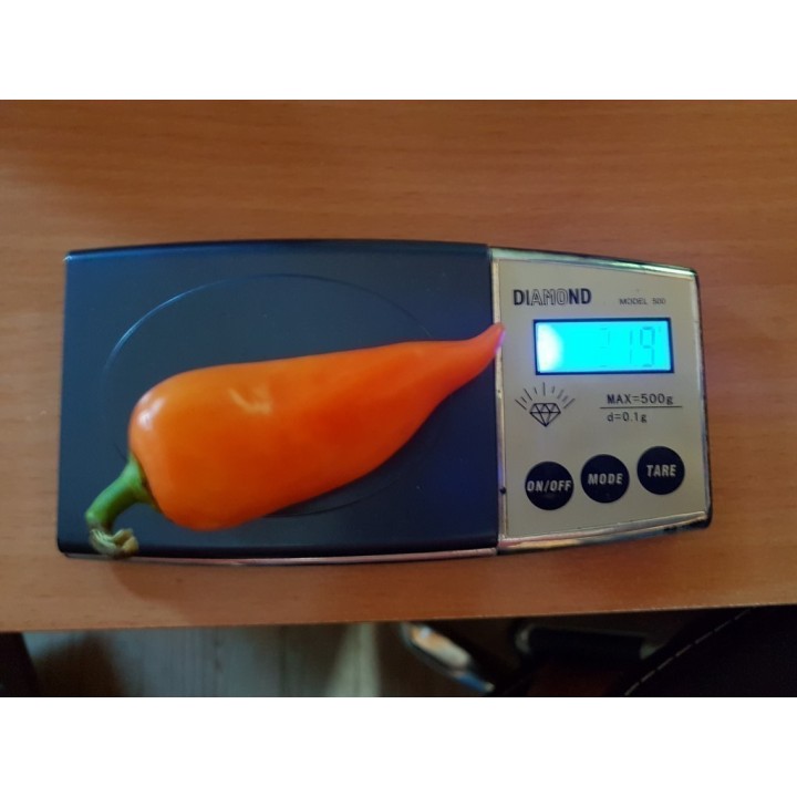 Nasiona Chili Pomarańczowej Piramidy - 1.755