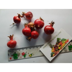 Dwarf Pomegranate Seeds For Bonsai PUNICA Punic"" 