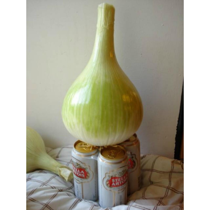 Οι Kelsae Giant Σπόροι Κρεμμύδι