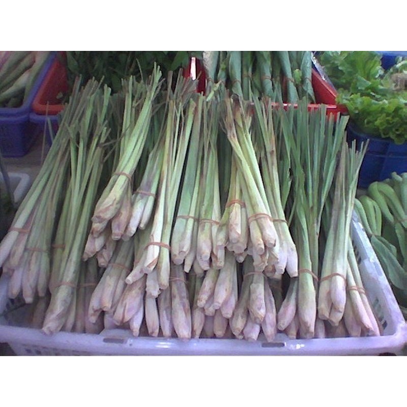 Price: €1.55 - Graines de Lemongrass - Citronnelle (Cymbopogon citratus) - 