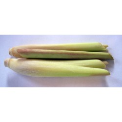 Graines de Lemongrass - Citronnelle (Cymbopogon citratus)