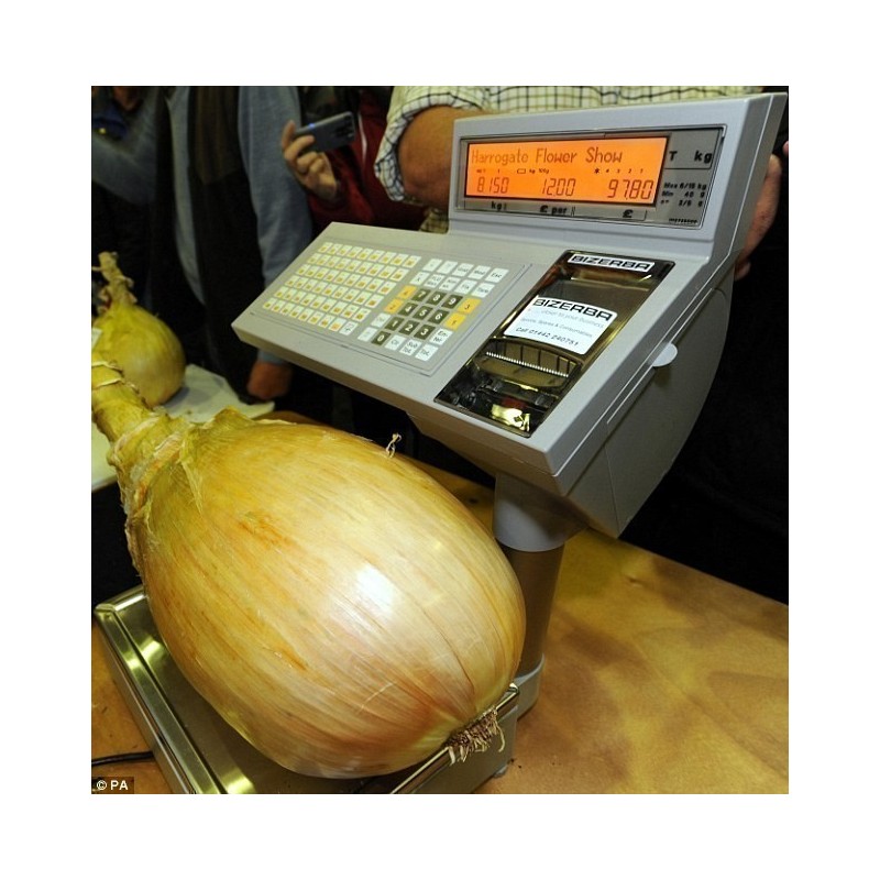 Οι Kelsae Giant Σπόροι Κρεμμύδι