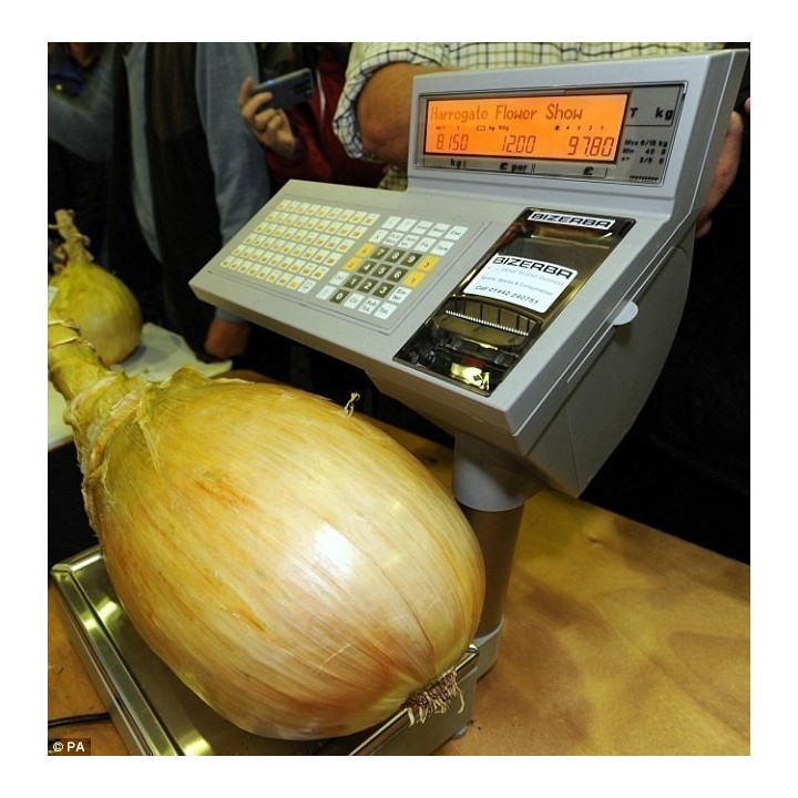 Nasiona cebuli The Kelsae Giant Onion - 351.868725