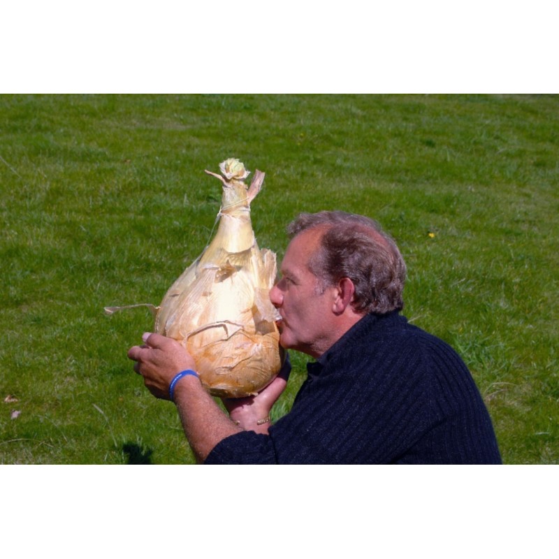 Οι Kelsae Giant Σπόροι Κρεμμύδι