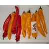 Price: €2.05 - Semillas de Pimiento Gigante RAMIRO - Seeds Gallery