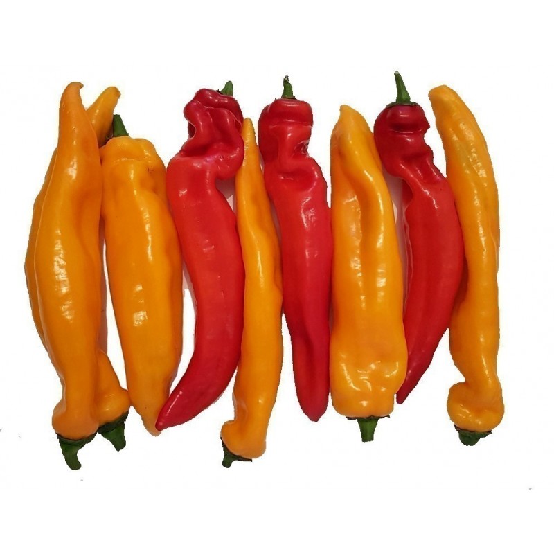 Price: €2.05 - Graines de doux Poivron Géant RAMIRO - Seeds Gallery